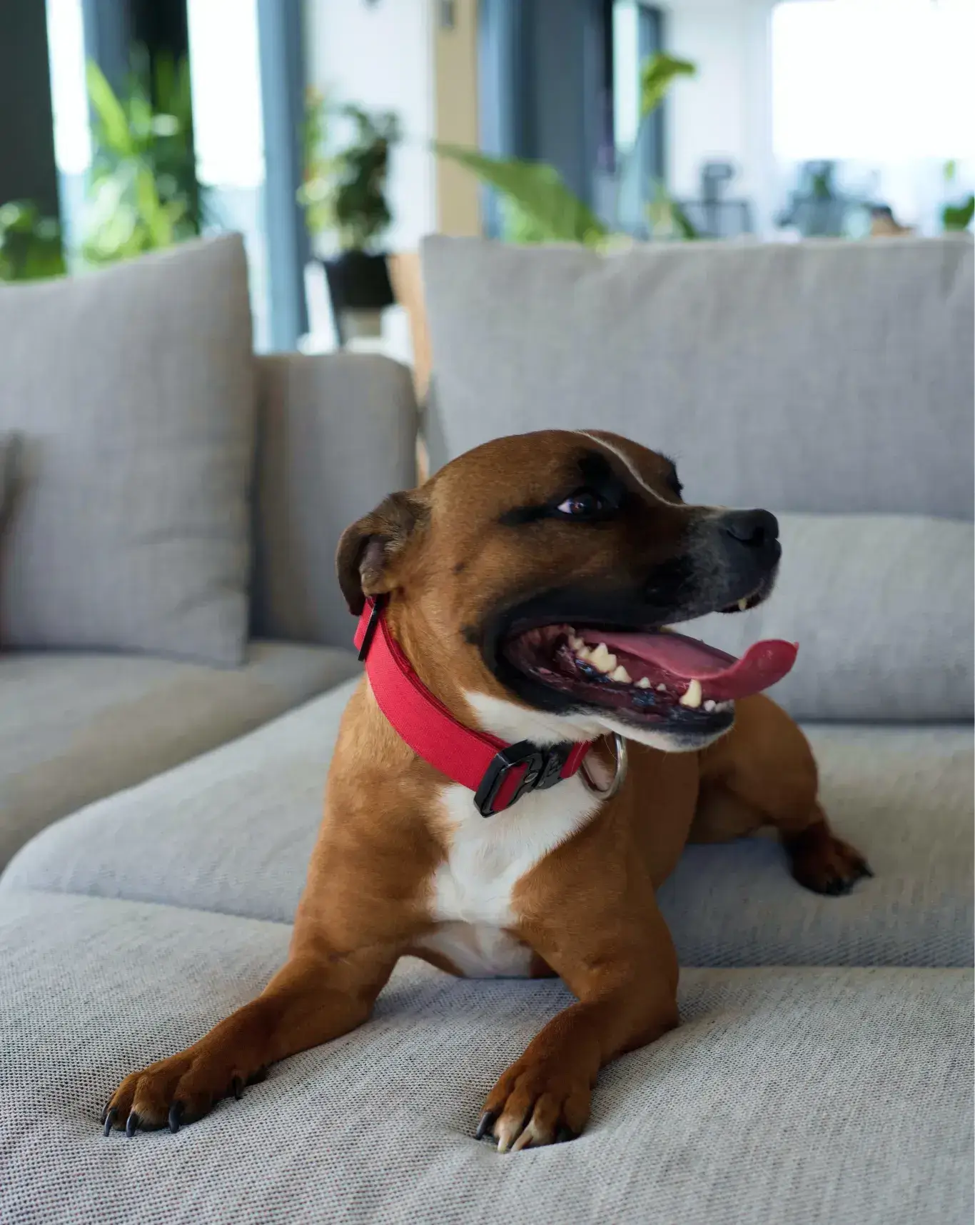 Dog-friendly office